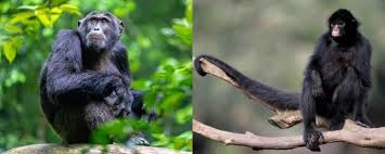 ما هو الفرق بين حيوان الشمبانزي والقرد