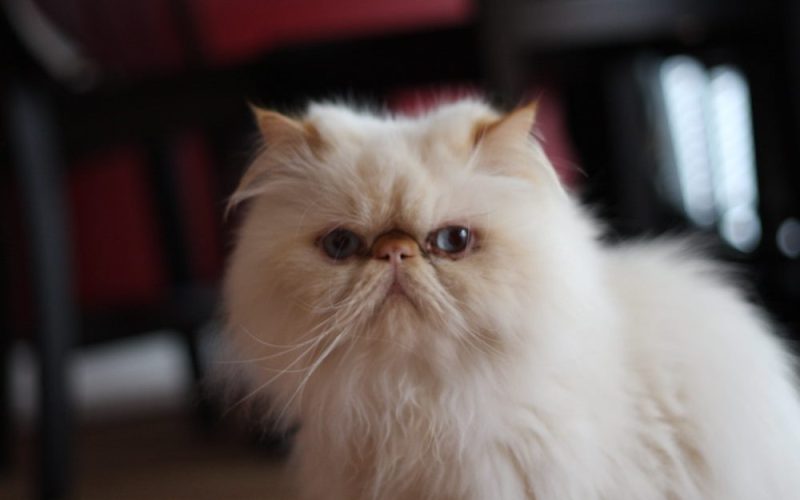 قطط بيكي فيس بيور: أشهر وأغلى أنواع القطط الشيرازي