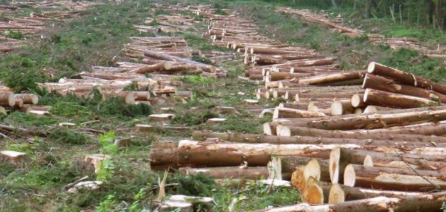 آثار إزالة الغابات